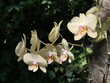 Weiße Orchideen Blüten vor dunkelgrünem Hintergrund