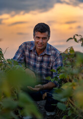 Canvas Print - Farmer checking soy quality in field