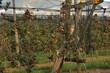 apfelbäume auf spalier, rote äpfel, reiche ernte, hagelnetz, obstbaumanlage in der steiermark