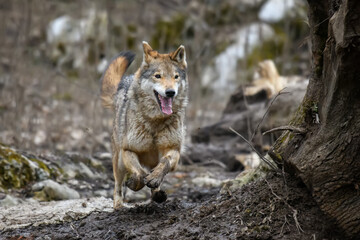 Canvas Print - Wolf run in autumn forest. Wildlife scene from nature. Wild animal in the natural habitat