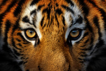 Close Up View Portrait Of A Siberian Tiger