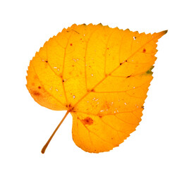 Wall Mural - Autumn birch leaves on a white background