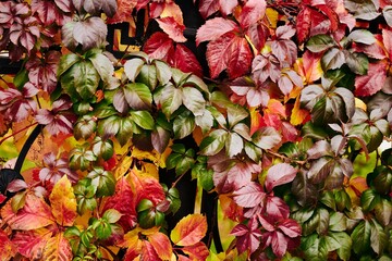 Wall Mural - Colorful background of fallen autumn leaves, red