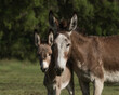 Donkey mare and foal stand together.