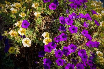 Wall Mural - Closeup blooming  petunia surfinia on the garden