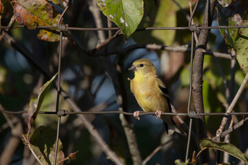 Wall Mural - American Goldfinch
(Spinus tristis) on the fence