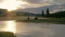Bisons Graze In The Green Meadow Of Yellowstone National Park With Sunrise Silhouetting The Bison 