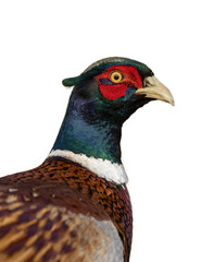 Wall Mural - headshot of a male common pheasant, Phasianus colchicus, png 