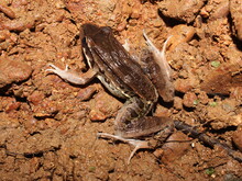 Caribbean Ditch Frog (Leptodactylus Insularum) On The Dirt