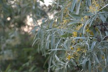 The Goof Is Narrow-leaved, The Leaves Of The Tree Seem To Cast Silver, Hence The Name Silver Tree, The Background Of Foliage And Flowers, The Banner, Selective Focus.