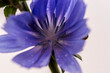 Niebieski kwiat cykorii podróżnik ( cichorium intybus ) z kroplami deszczu na płatkach na tle szarego nieba . 