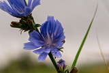 Fototapeta  - Niebieski kwiat cykorii podróżnik ( cichorium intybus ) z kroplami deszczu na płatkach na tle szarego nieba . 
