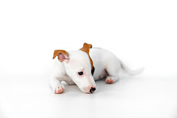 Wall Mural - a jack russell terrier puppy on a white background