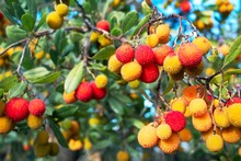 Red And Yellow Berries