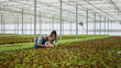 © DC Studio - Man and woman cultivating organic crops looking for pests or damage in greenhouse looking at leaves. Caucasian hothouse workers inspecting organic crops ready for harvesting doing quality control.