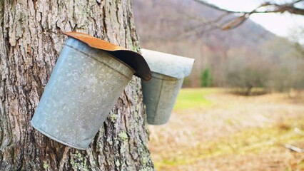 Wall Mural - Closeup of pail bucket to collect sap from maple trees to produce maple syrup in Monterey, Virginia during Highland County maple syrup festival on mountain farm