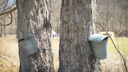 point of view walking closeup shot of pail bucket to collect sap from maple trees to produce maple s