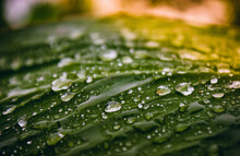 Raining Above A Green Leaf