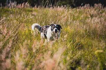 perro en el campo