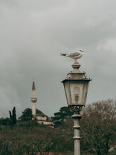 Seagull On A Lamp
