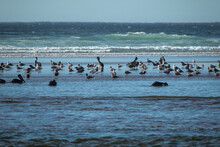 Seagulls And Pelicans On The Beach