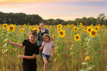 Three Siblings Walking In A Field Of Sunflowers At Sunset Having Fun Together