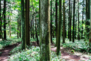 Fototapeta park lato niebo roślina liść