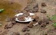 Several frogs were eating pellets on a plate by the pond.