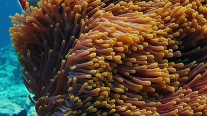 Sticker - Anemone and Clownfish. Underwater view of the coral reef with Anemone waving in the current and Clownfish swimming nearby