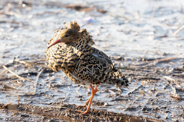 Wall Mural - A male ruff (bird) in breeding plumage stands on a large stone