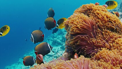 Wall Mural - Fishes swim on the coral reef in the Maldives. Underwater scene of the marine creatures swimming around