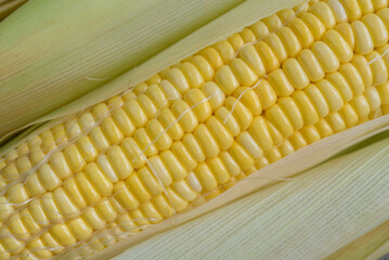 Wall Mural - Yellow Sweet corn ears background , Closeup Yellow Corn, sweet corn, healthy organic food, bio nutrition