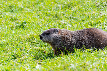 Wall Mural - View of a wild marmot in the grass in Canada