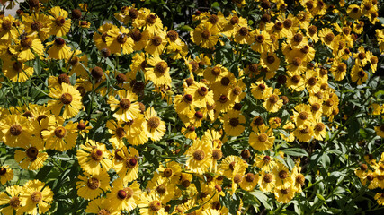 Poster - Helenium (x) autumnale | Hélénies d'automne à floraison buissonnante jaune canari autour d'un coeur bombé brunâtre sur tiges au feuillage vert franc