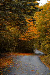 Wall Mural - road view. road landscape among colorful autumn trees.Turkey