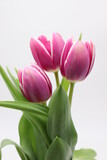 Fototapeta Tulipany - bouquet of pink tulips on white background