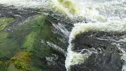 Poster - lot of fish are swimming in the front of the water In  Water Supply Irrigation Water Lily Canal