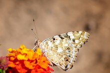 Closeup Of Vanessa Cardui, A Painted Lady On A Flower.