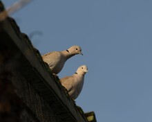 Low-angle Shot Of A Pair Of Collared Doves Sitting On An Edge Of A Roof