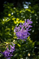 Sticker - Close up of Vitex Agnus purple flowers