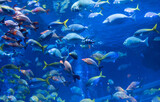 Fototapeta  - 泳ぐ魚の群れ