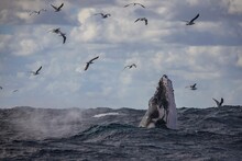 Humpback Whale With Seagulls Looking For A Feed