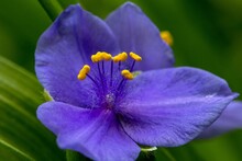 Closeup Of Purple Spiderwort Flower.