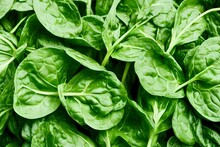 Close Up Of Spinach Leaves