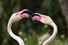 Closeup Shot Of Two Pink Flamingos Touching Beaks