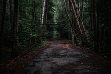 Wet Wooden Walkway Through A Dark Forest Under Rain
