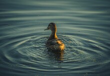 Beautiful View Of A Duck Swimming On The Lake At Sunset