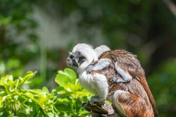 Sticker - Cotton-top tamarin (Saguinus oedipus) on a tree in a zoo