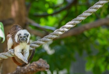 Poster - Cotton-top tamarin (Saguinus oedipus) on a rope in a zoo