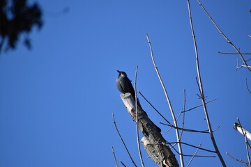 Poster - Black bird perching on a tree branch